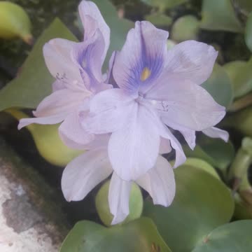 Eichhornia blooms
