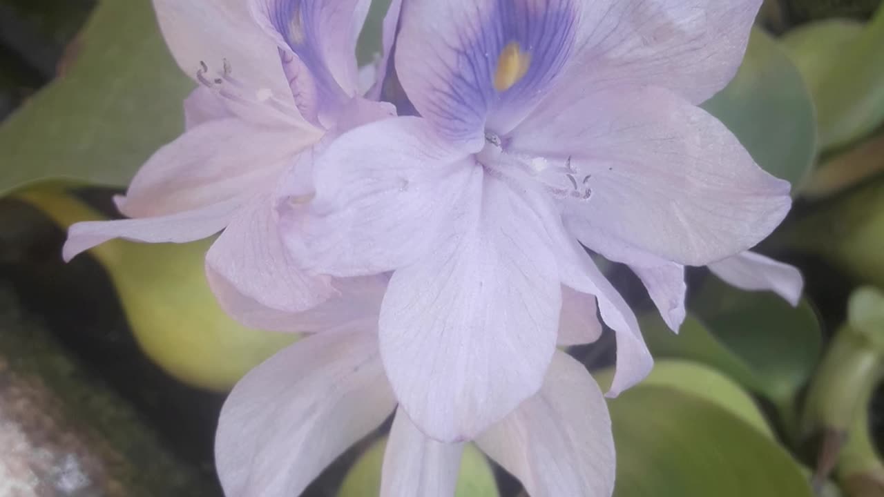 Eichhornia blooms