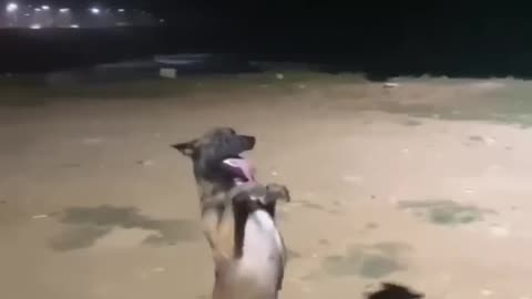 Dog Dance,Funny Video,Dogs,