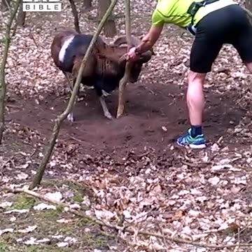 Jogger saves mouflon hooked on tree 😲
