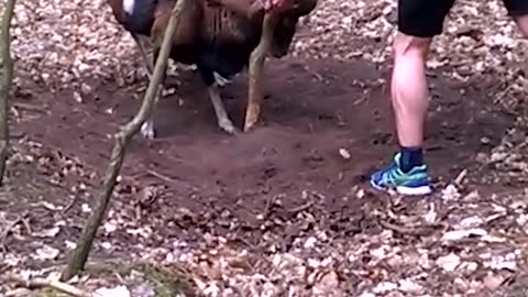 Jogger saves mouflon hooked on tree 😲