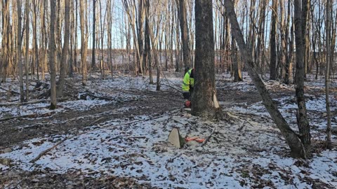 Ash Felling Strategy - Husqvarna 565 Logging ( This Approach For LIVE Ash, Not "punky" Dead Ash )