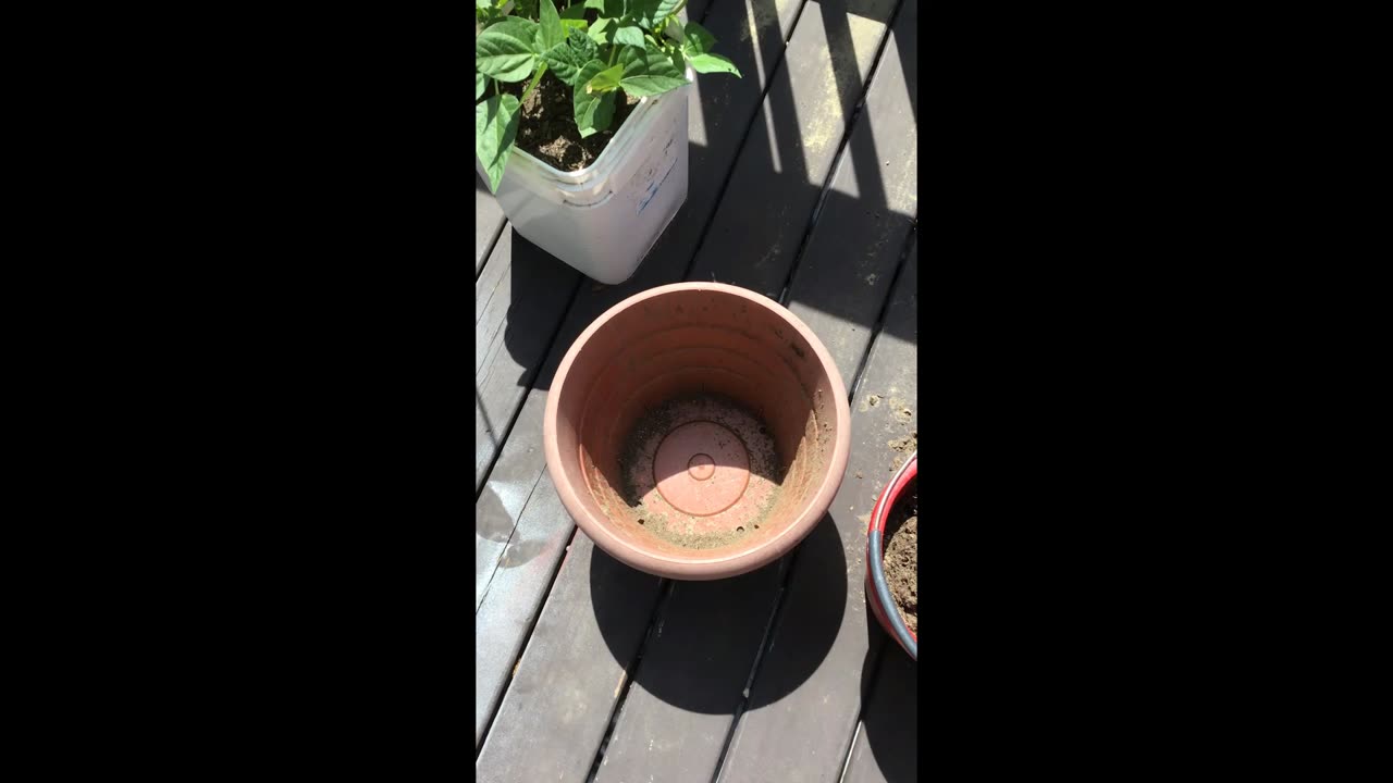 3RD FLOOR DECK VEGGIE GARDEN #4 REPLANTING