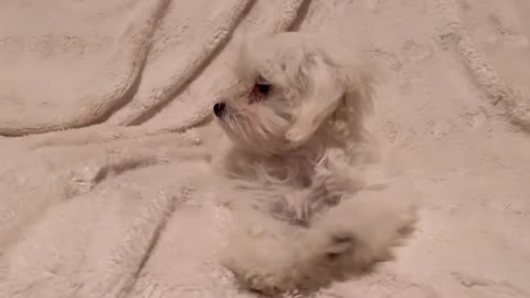 Primeras horas de Sucre en su nuevo hogar 🐶🏚 Se puso malito pero se recuperó enseguida