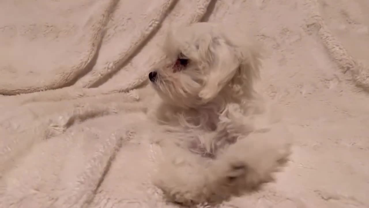 Primeras horas de Sucre en su nuevo hogar 🐶🏚 Se puso malito pero se recuperó enseguida