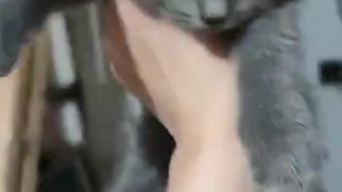excited when yelled twice