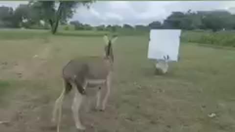 Donkey react marior