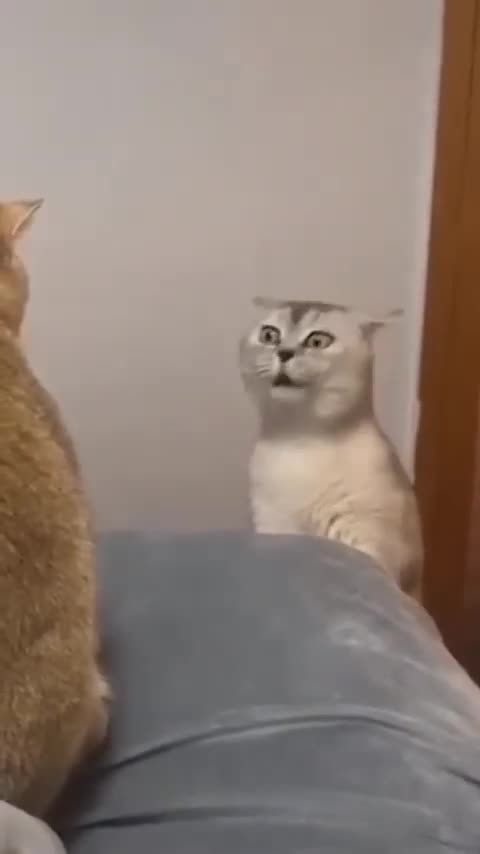 😹Cats Doing Cat Things😹 #11