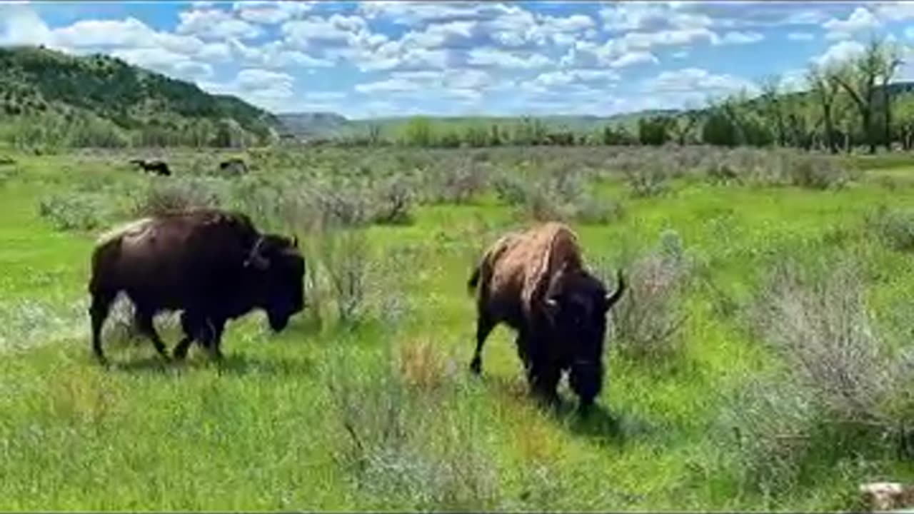 Wild American Bison (Buffalo) @JerryChambliss