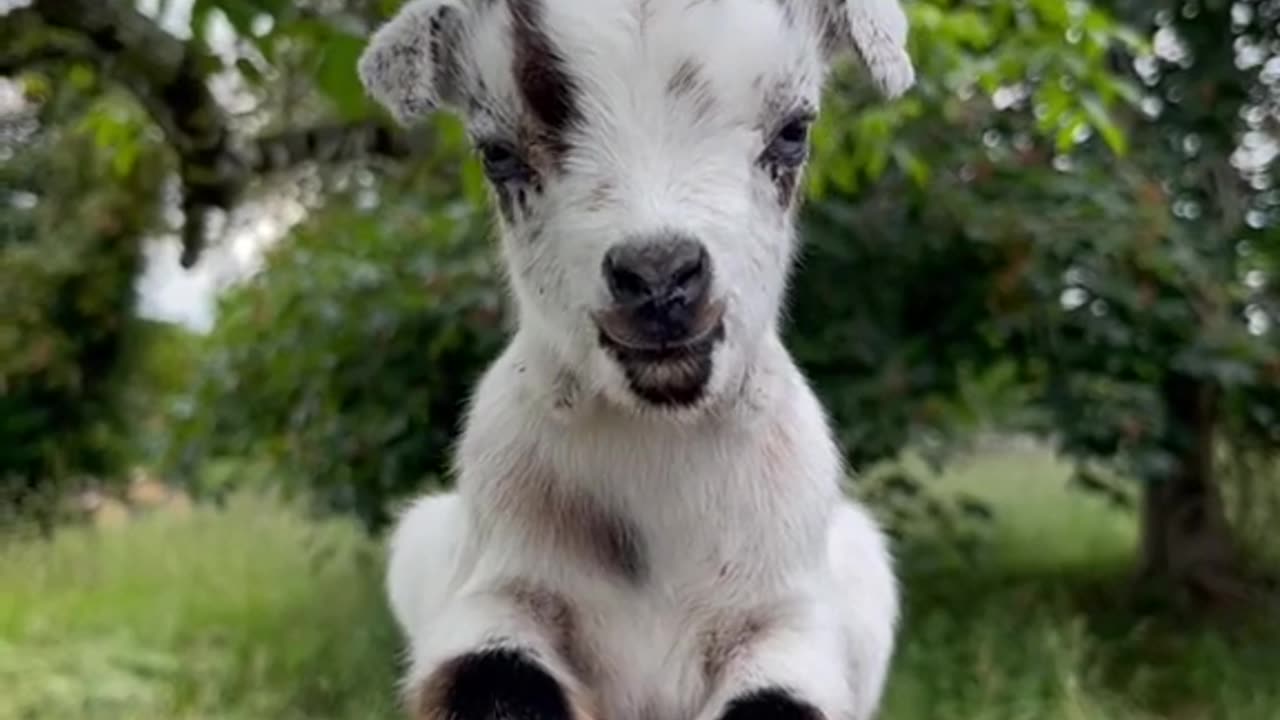 Get ready to smile. Baby goat edition