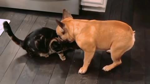 Dog and cat fighting 💪video 😱😱