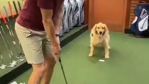 Golfer Dog #shorts #shortsvideo #video #viral