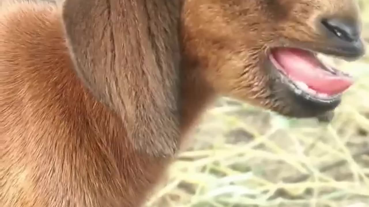 Best animal video