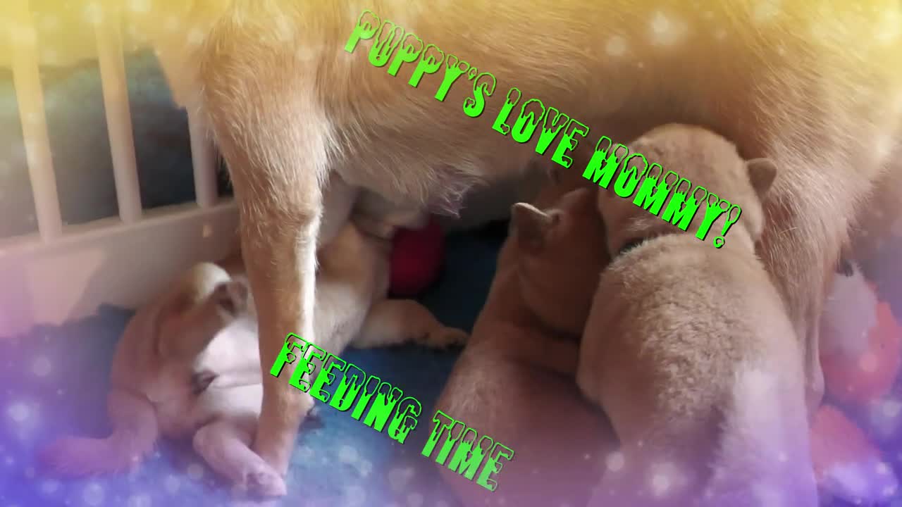 Puppy's still love MOMMY for MILK #45