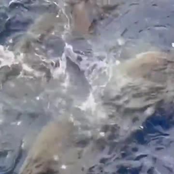 Feeding The Sharks Off An Oil Rig