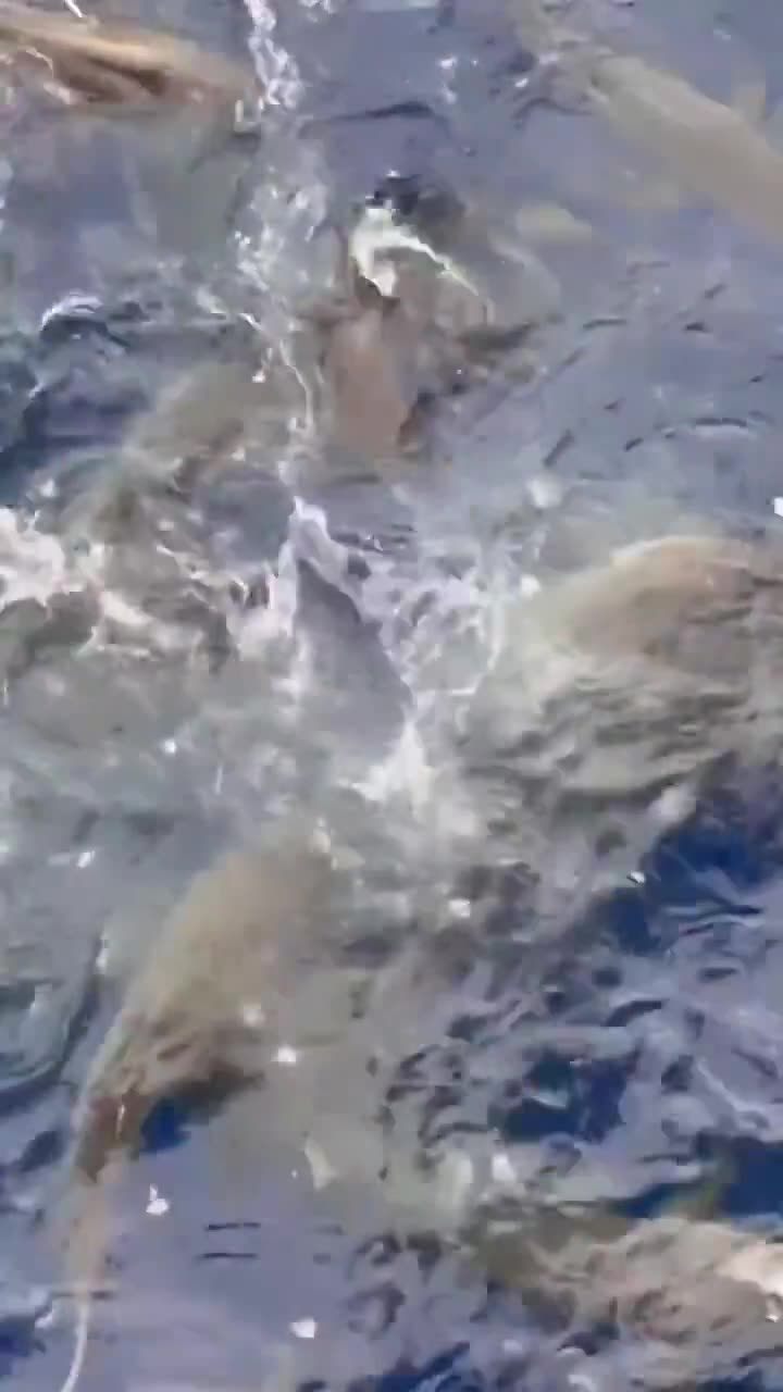 Feeding The Sharks Off An Oil Rig