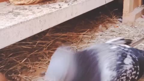 The strong pigeon attacks its breeder 2