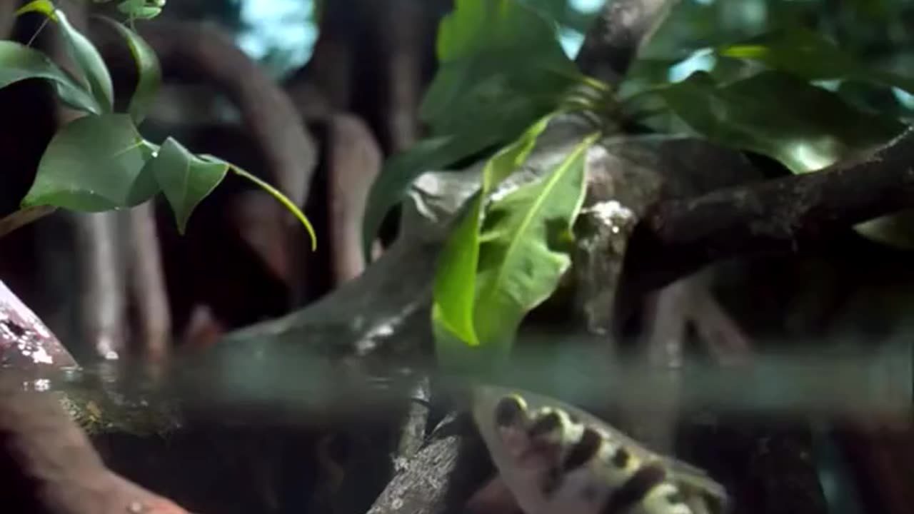 Fish Sniping Their Food Using Water