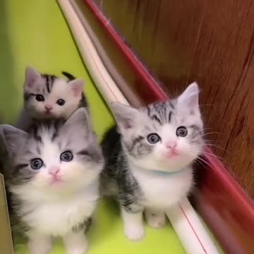 Cute Kittens 3 x