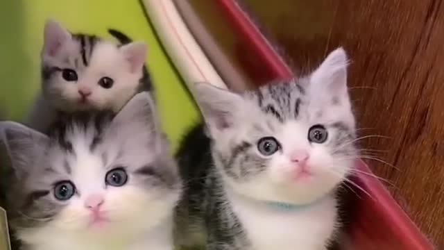 Cute Kittens 3 x