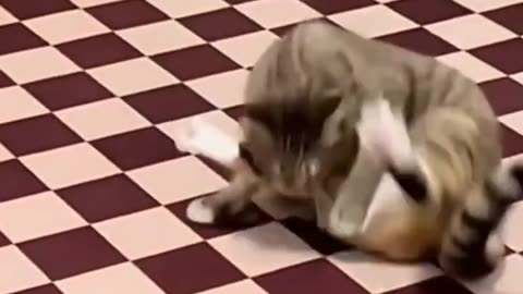 Funniest Animals 2023 😂 Funny Dogs and Cats Videos 😺🐶| Funny Animal Circle