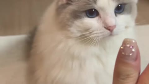 Funny And Cute cat Video