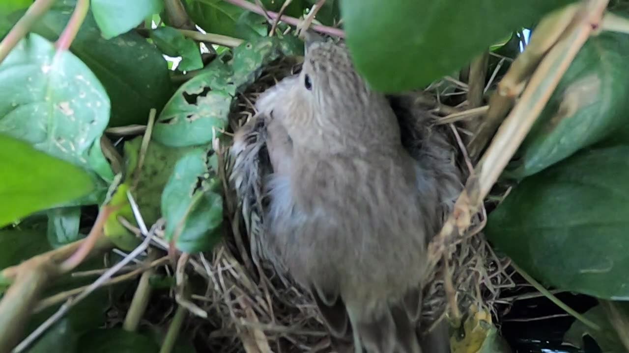 Purple finch on her eggs