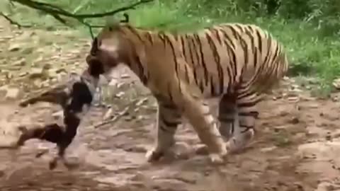 Sights, Tiger attacks dog, Bitter but ture.