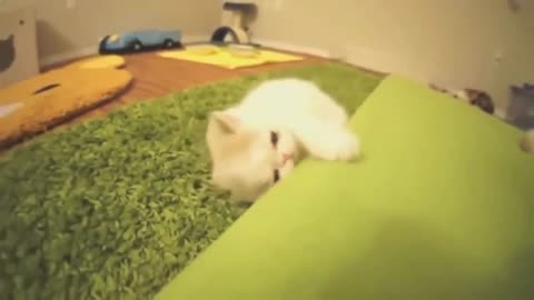Funny cats and kittens. Funny fluffy kitten tumbling around!