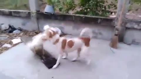 dog vs hen funny fight