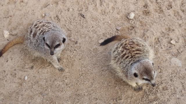 Adorable little animals