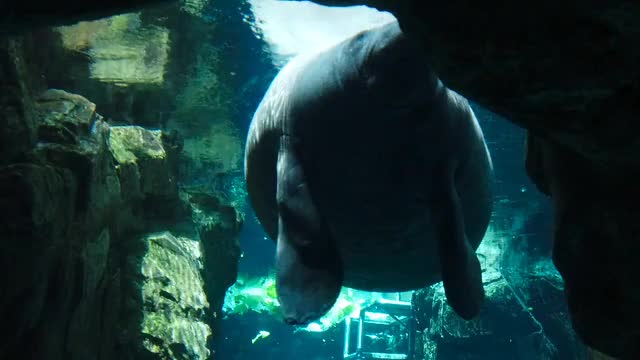 |manatee ocean animal |