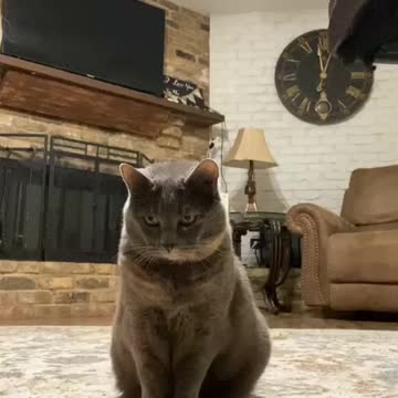 Cat playing and wanna kidding with same