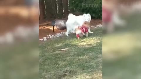 funny animals moments
