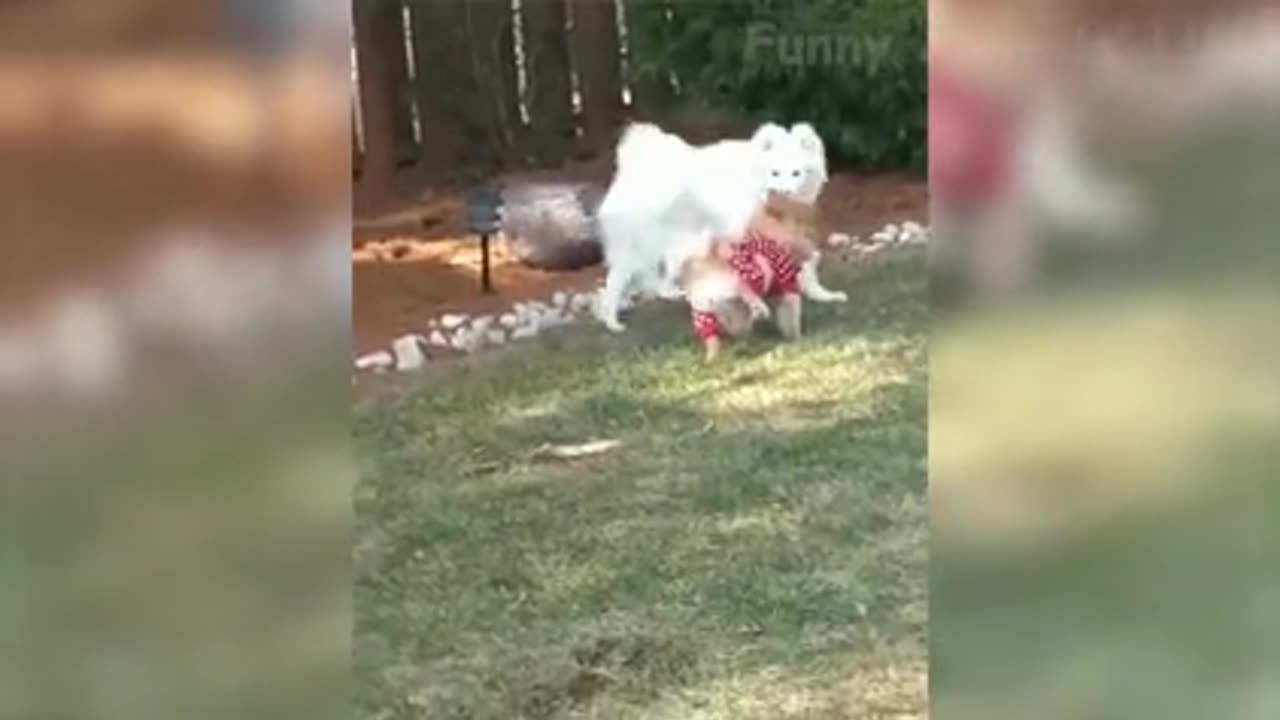 funny animals moments