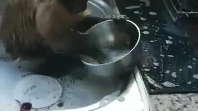 A monkey washes utensils in the kitchen