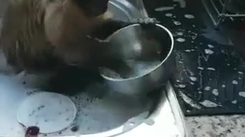 A monkey washes utensils in the kitchen