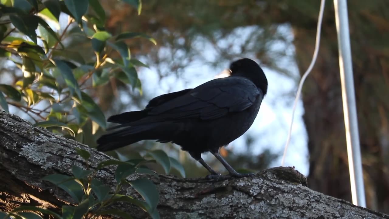 #birds #birdlovers #crow #videography 🙏