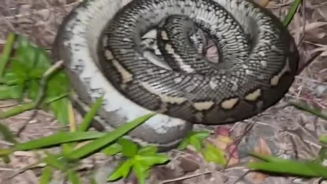 Snake Behind the Microwave