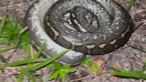 Snake Behind the Microwave