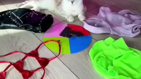 😂 OMG 😂Cute Cats Doing Funny Things 😍 Funniest Cats Video 😍 Cute Cats