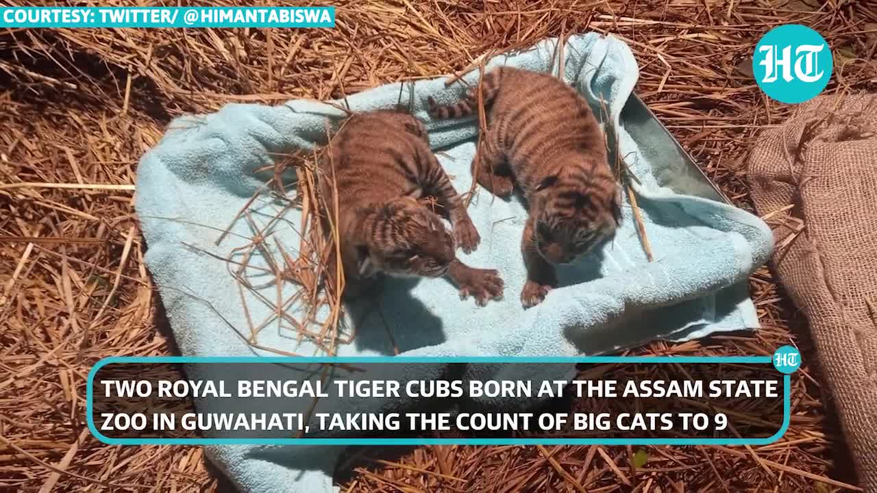 Viral_ Royal Bengal Tiger cubs born at Assam Zoo, CM posts pics _ Nurturing tiger-friendly ecosystem