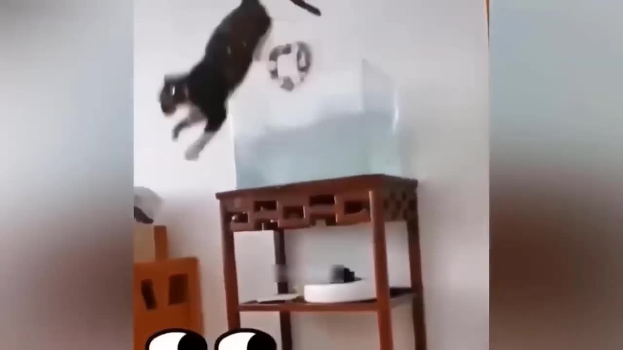 Funny Animal Videos 2023 🥰 - Funniest Dogs and Cats Videos