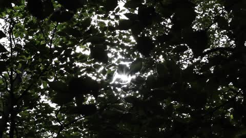 Sun Through Trees