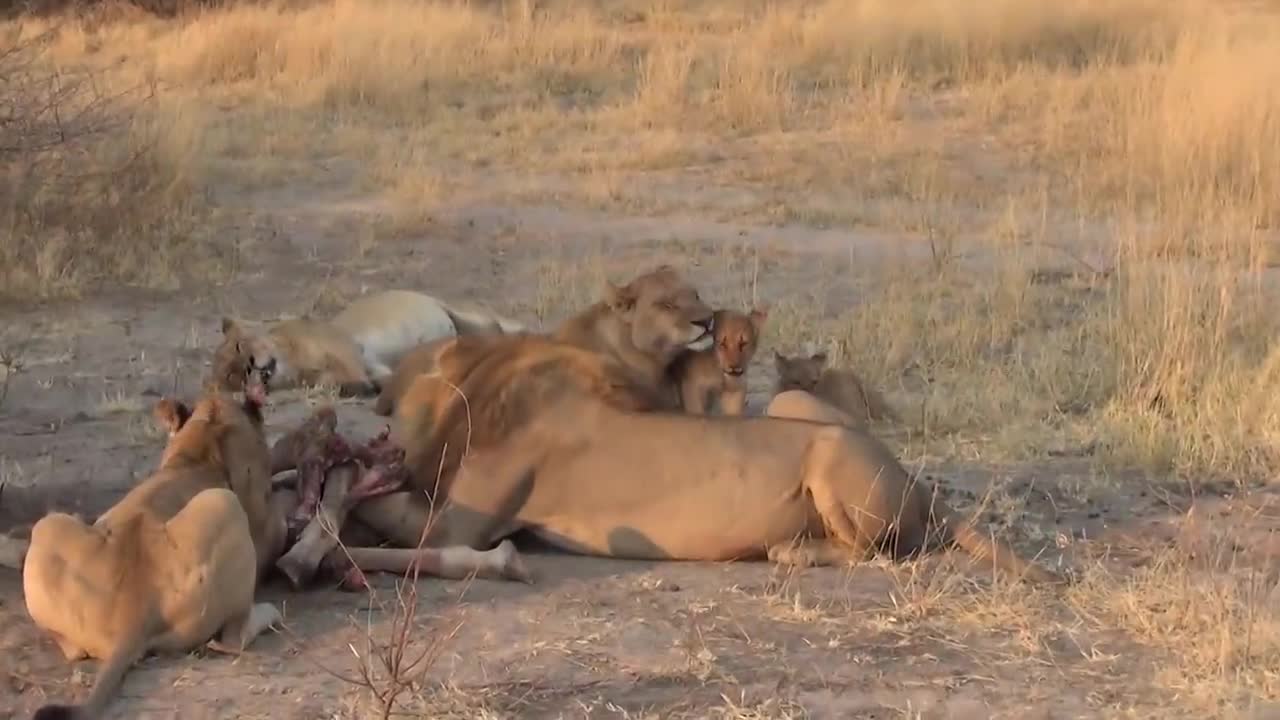 LIONS VS HYENAS - Clash of Enemies