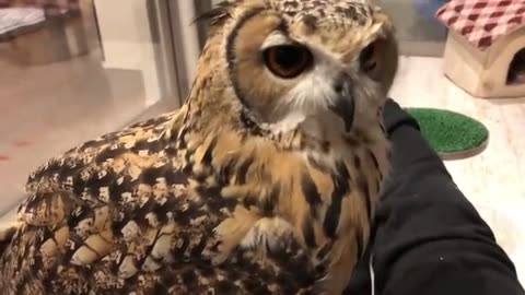 owls prefer to spend alone