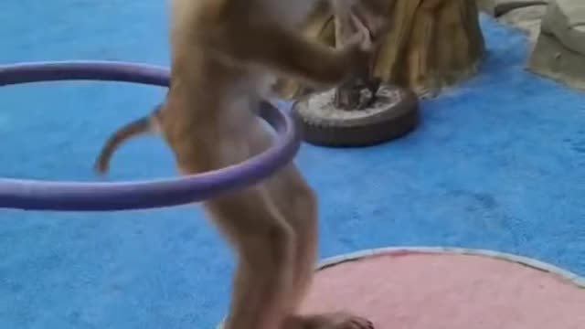 Monkey performed belly dance 🤣# wild life