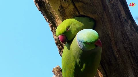 Unknown bird + Bird Life