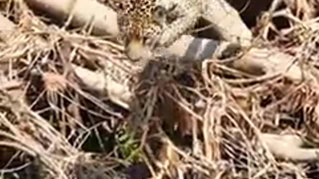 Leopard trapped in well gets so exhausted swimming 🙏