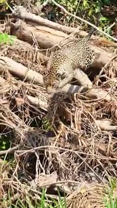 Leopard trapped in well gets so exhausted swimming 🙏